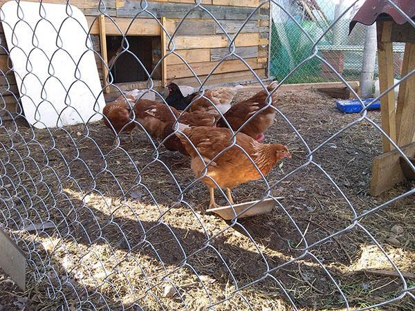 poulets dans une cage ouverte