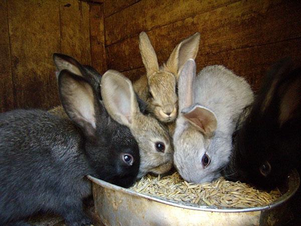 engraissement de jeunes animaux