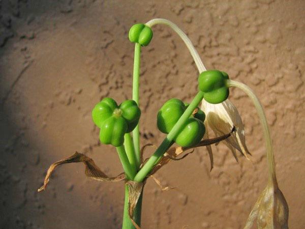 semillas de eucharis maduran