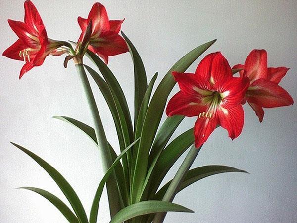 hippeastrum en casa