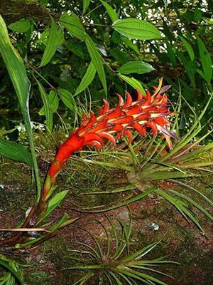 Guzmania en la naturaleza