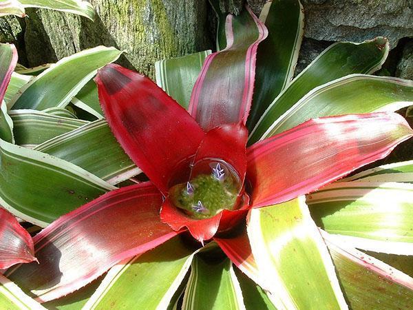 Una flor de Guzmania anodina está decorada con estipulaciones brillantes