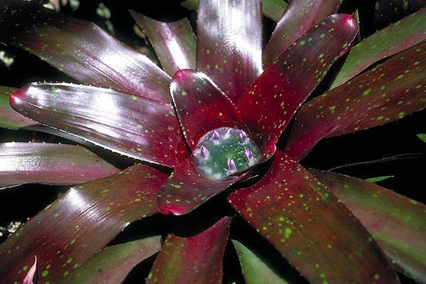 En el calor, la guzmania se vierte en una salida recta.