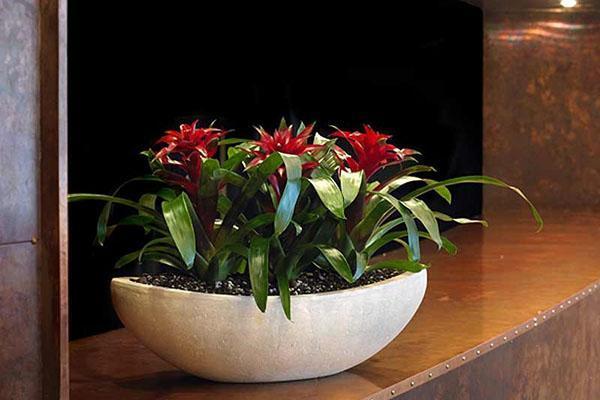 En hiver, l'arrosage de guzmania est minime