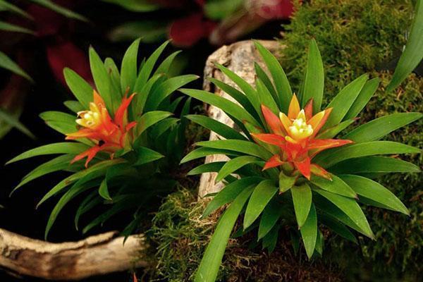 Floraison inhabituelle de Guzmania