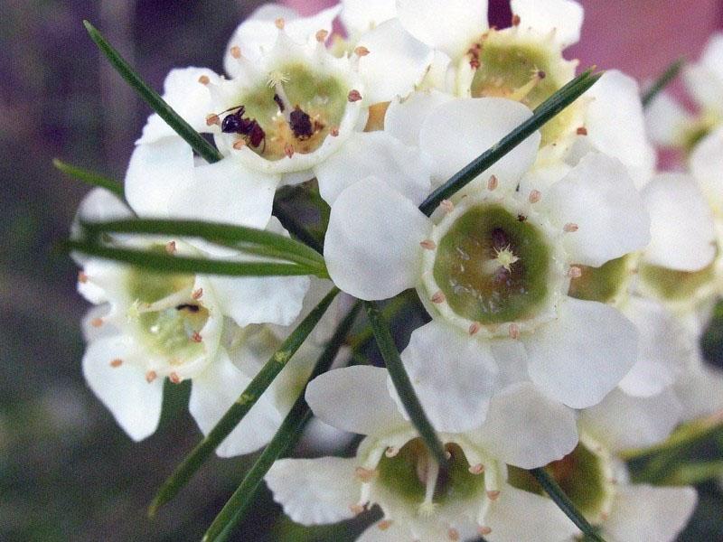 camélacium darwinia