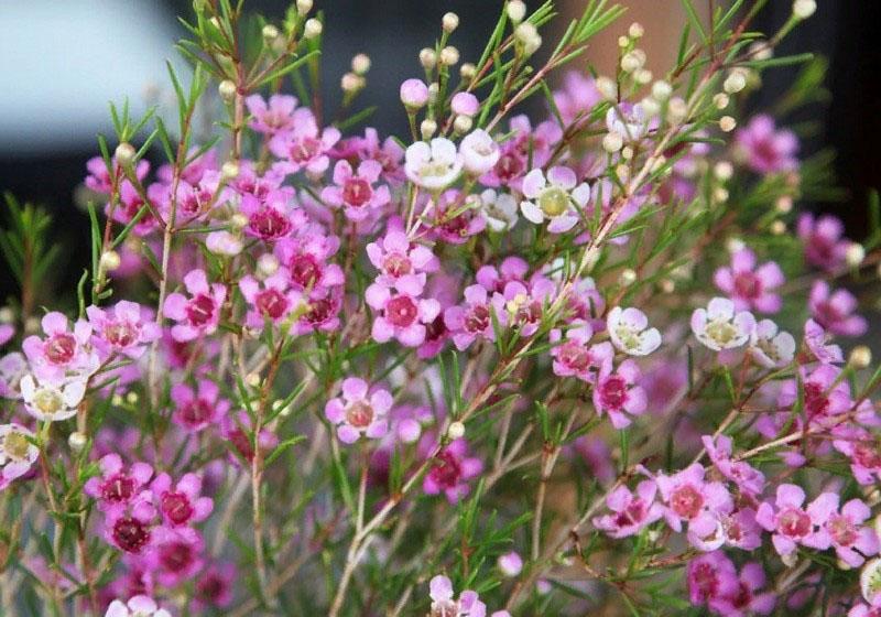 floraison luxuriante de camélacium