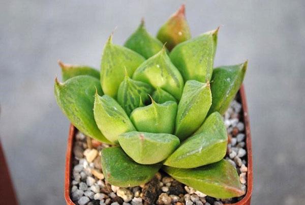 Navicular de Haworthia