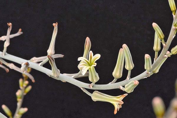 Haworthia fleurit