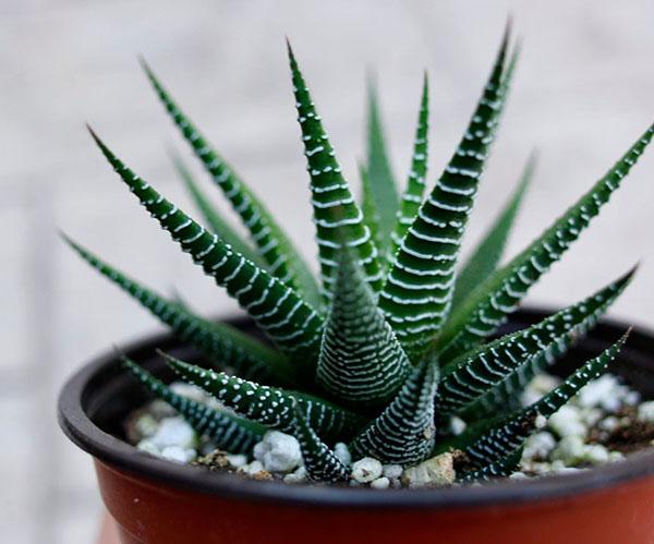 haworthia rayado