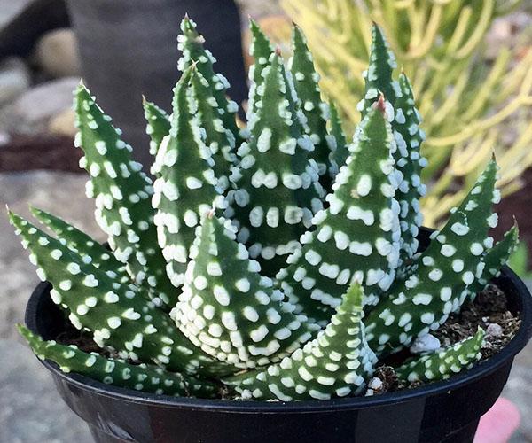 perle haworthia