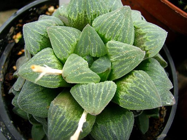 Nain Haworthia