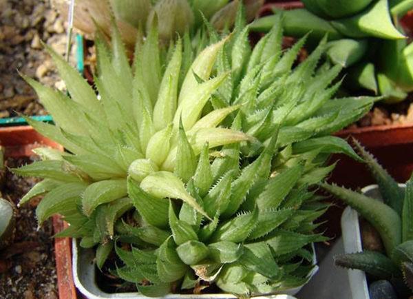 haworthia herbacée