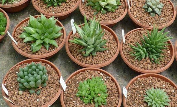 tierra y macetas para haworthia