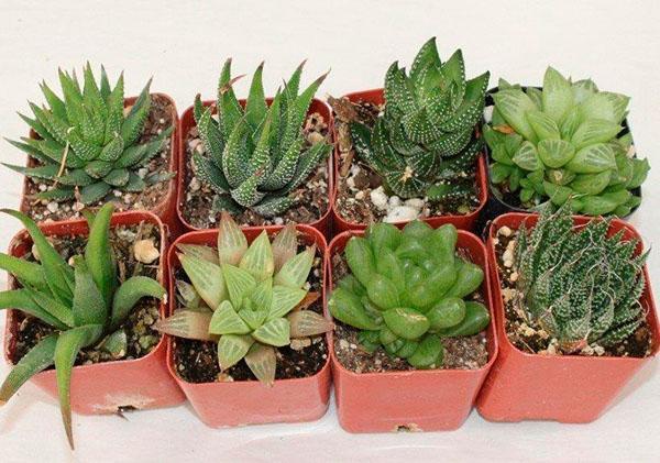 soins à domicile pour haworthia