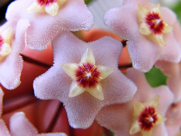 fleurs de hoya