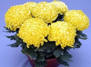 chrysanthèmes