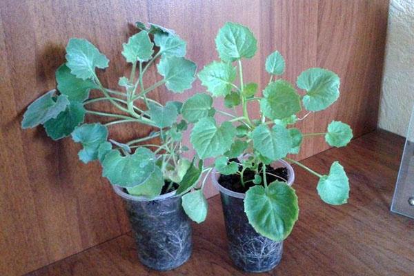 campanula joven