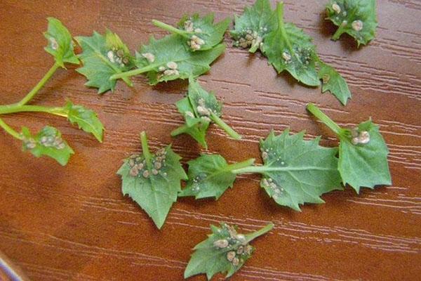 lésion des feuilles de campanule