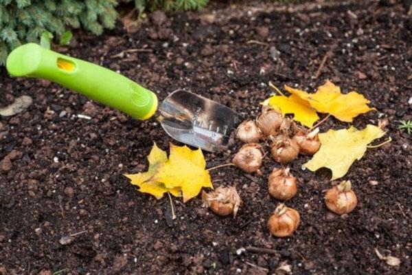 entretien des bulbes en octobre