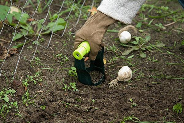 plantation d'automne de bulbes