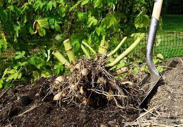 cavando rizomas para el invierno