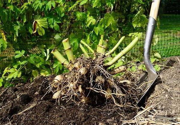 creuser des rhizomes pour l'hiver