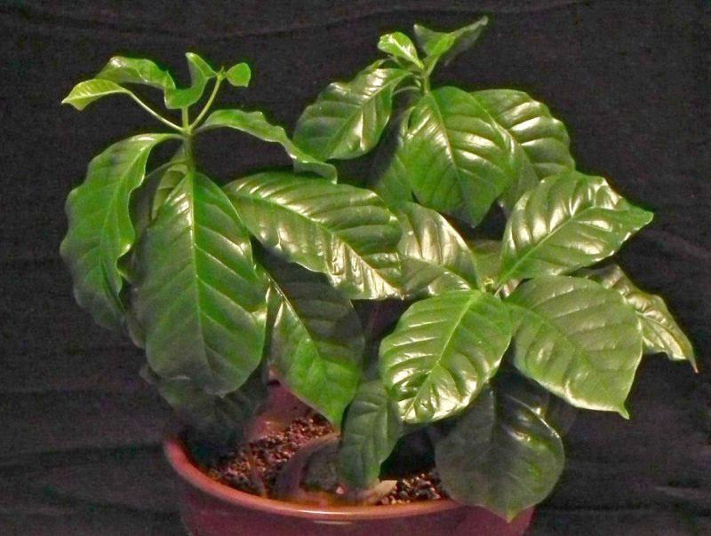 cultivo de cafeto
