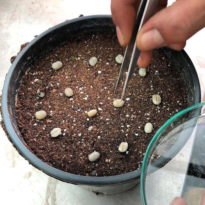 plantar granos de cafe