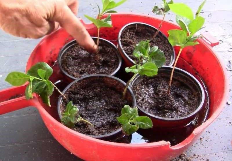 plantar esquejes en suelo nutritivo.