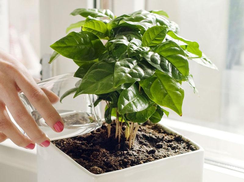 transplanter un caféier dans un autre pot