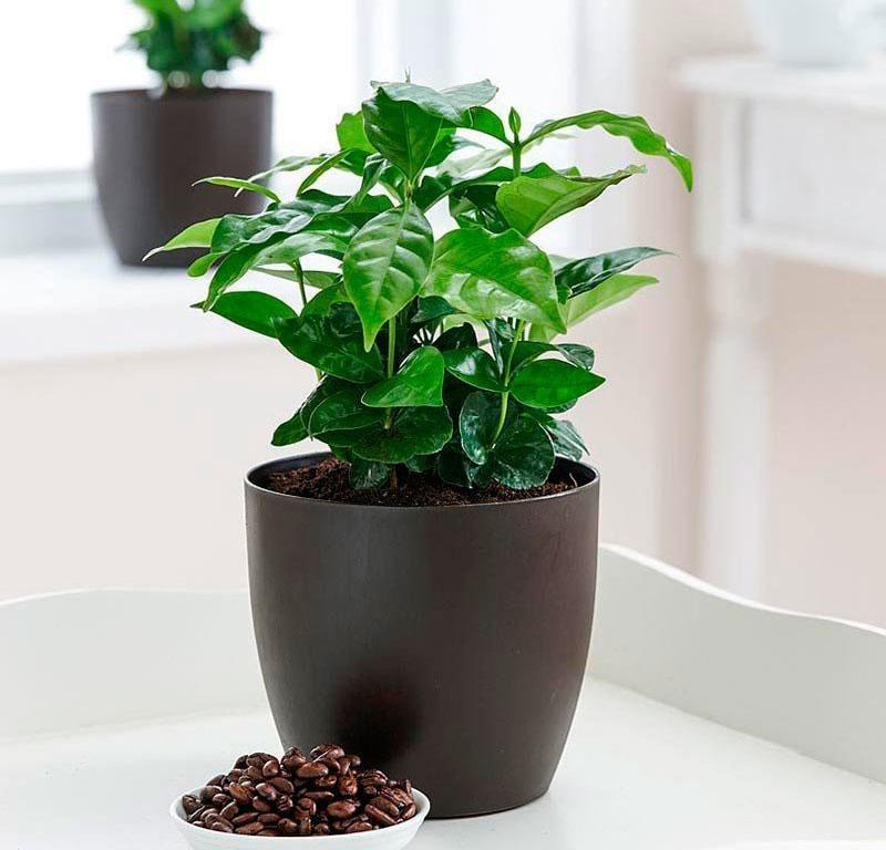 árbol de café de hoja perenne