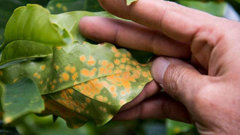 taches brunes sur les feuilles