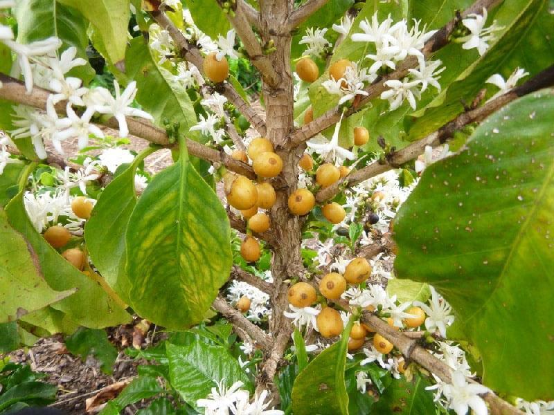 caféier en fleurs