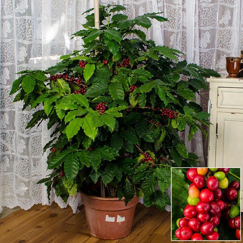 lleva fruto del cafeto en casa