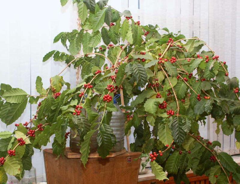 cultivando un cafeto