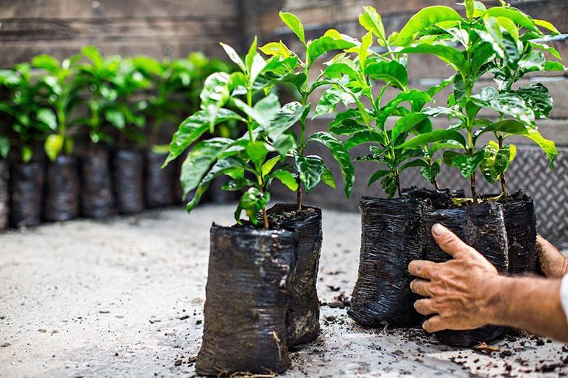 cultivando un cafeto
