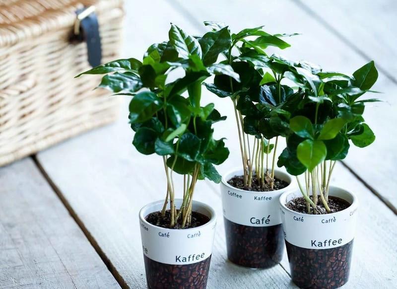 condiciones para mantener el cafeto