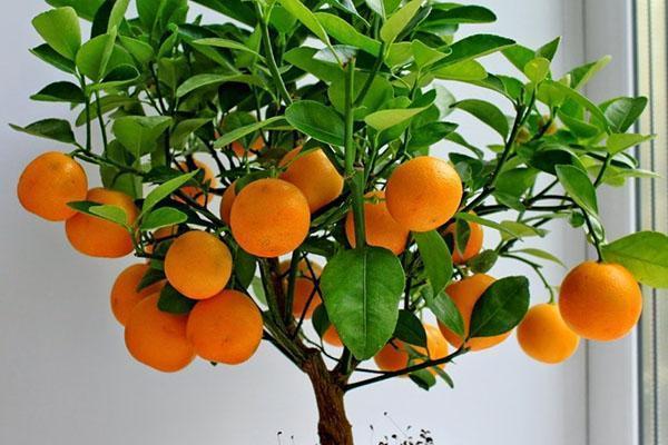 soins de mandarine d'intérieur