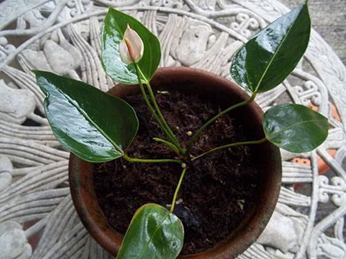 Un jeune anthurium a fleuri