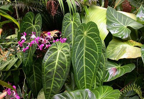 Anthurium n'aime pas les changements brusques de température, les courants d'air et le vent froid