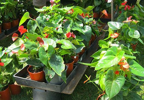 Anthurium ne tolère pas la lumière directe du soleil