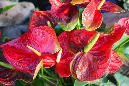 Anthurium a besoin d'un arrosage modéré