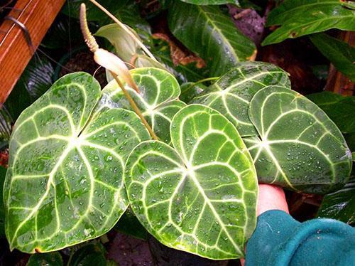 Les feuilles d'Anthurium sont essuyées avec une éponge humide