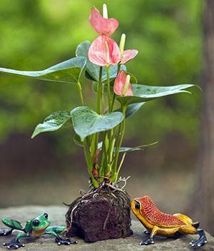 L'anthurium a besoin d'un sol léger