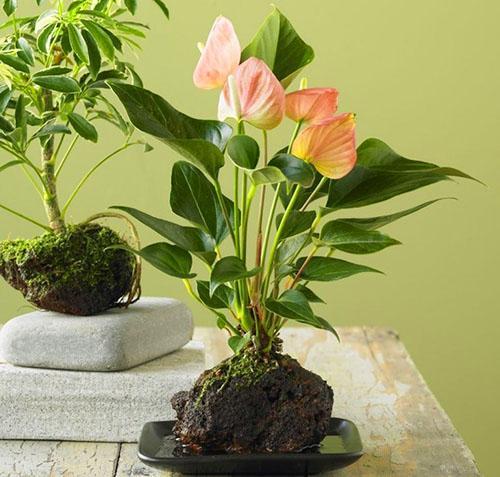 Flore tropicale - anthurium