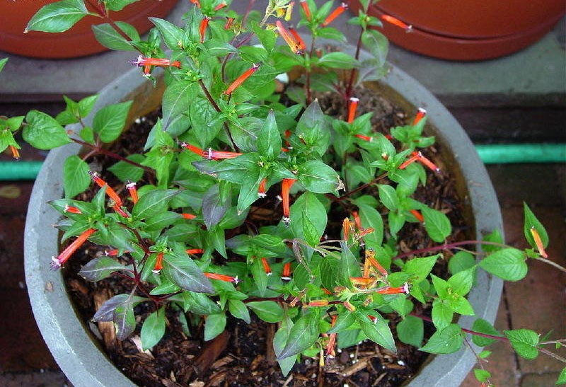 nueva planta en una maceta grande