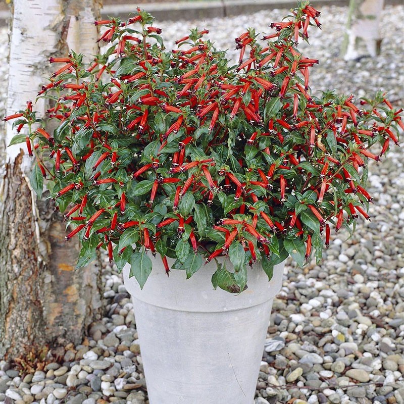 una planta de la familia de las flores silvestres