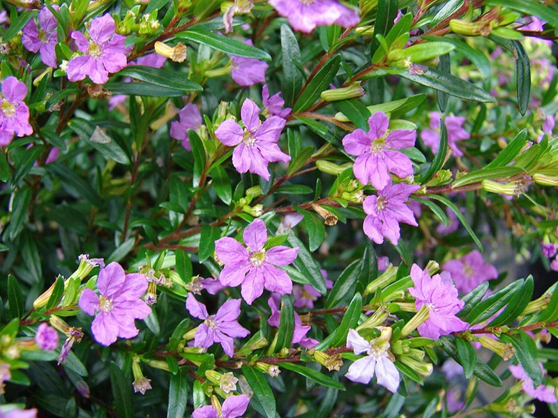 planta profusamente floreciente