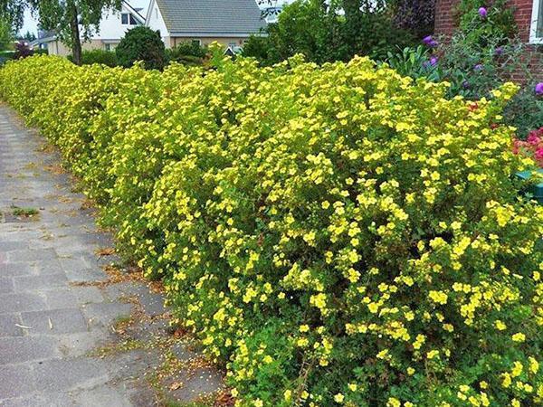 potentille arbustive le long du chemin